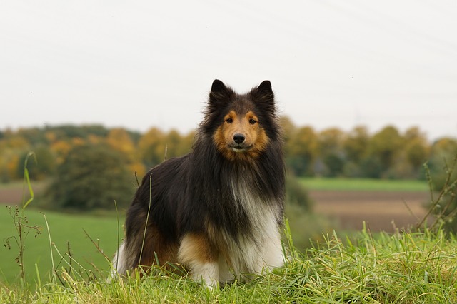 kolie